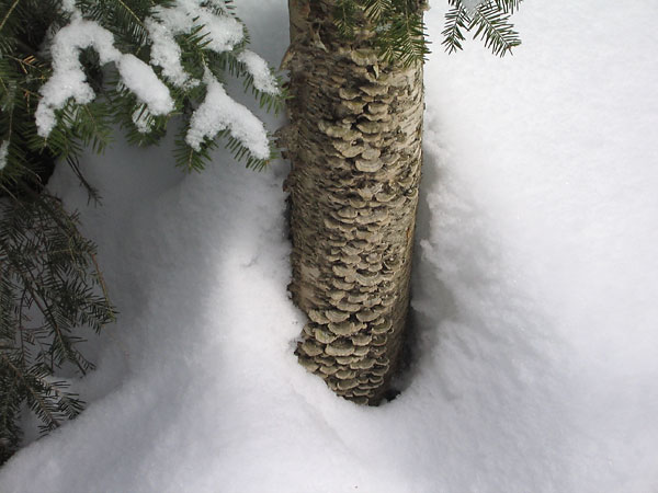 Fungi on balsam trunk