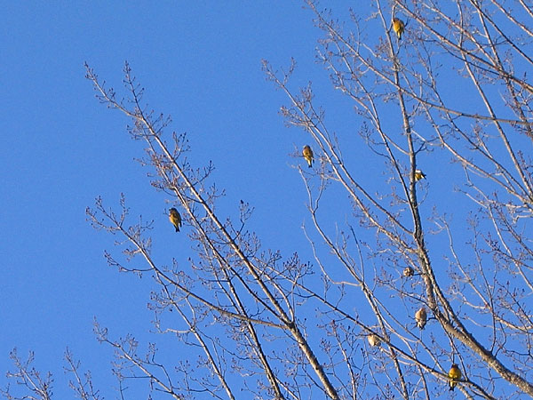 Evening Grosbeaks