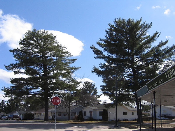 large white pines in Deep River