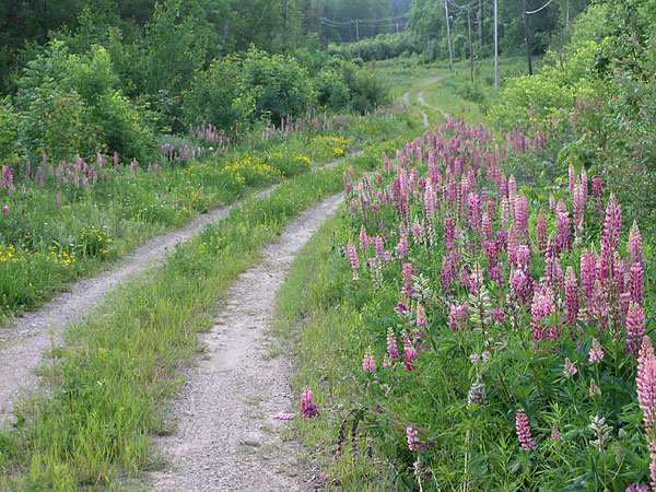 Naturalized Lupins in the Petawawa Research Forest