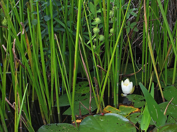 Water Lily and Burreed