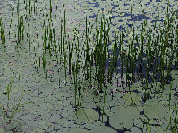 Pond Plants