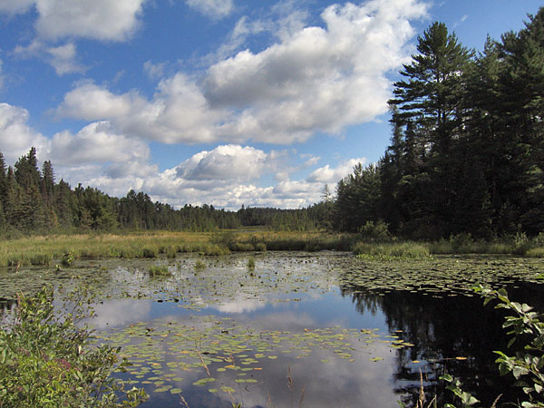 Along Maunsell Creek