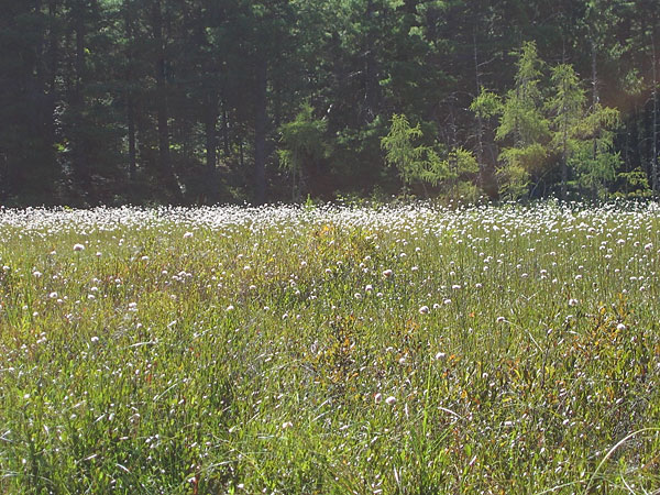 cotton grass in the Petawawa Research Forest