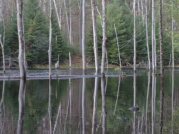 beaver pond in the Petawawa Research Forest