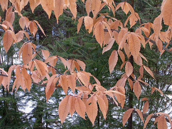 Beech Leaves