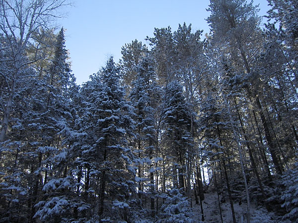 McConnell Creek Ravine