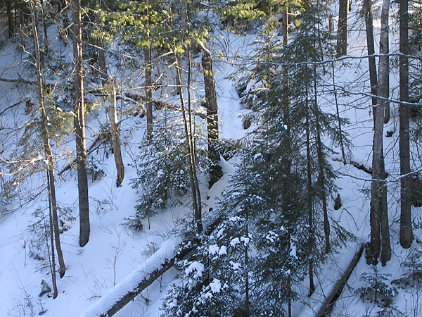 McConnell Creek Ravine