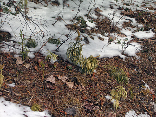 Lycopodia in the Petawawa Research Forest