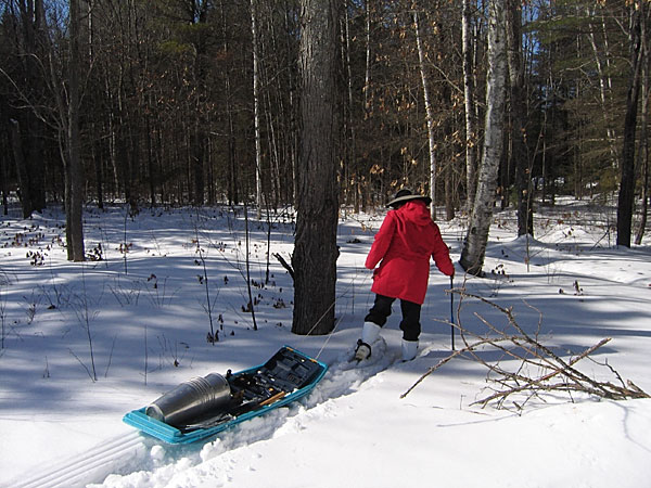 Tapping maple trees