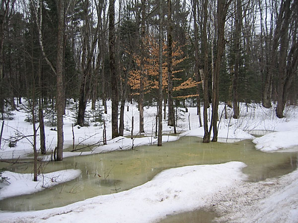 Early Spring along the Bass Lake Road