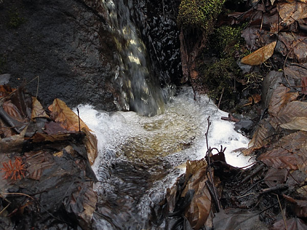 rivulet in the Petawawa Research Forest