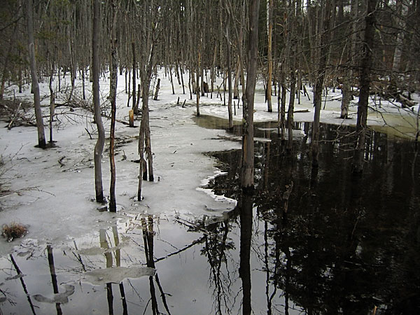 A beaver swamp in the Petawawa Research Forest