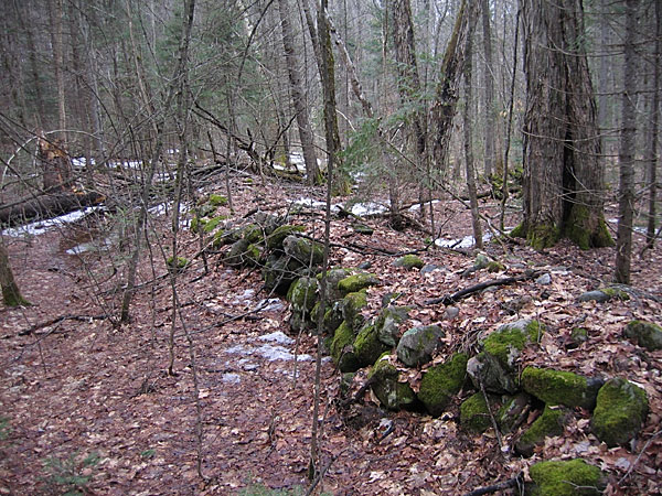 Stone Fence in the Petawawa Research Forest