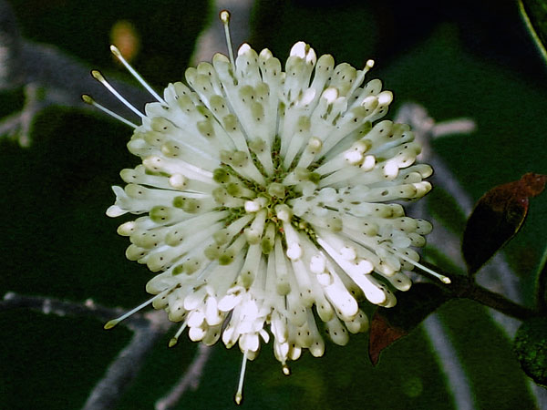 Cephalanthus occidentalis  Common Buttonbush