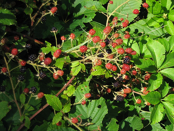 Blackberries