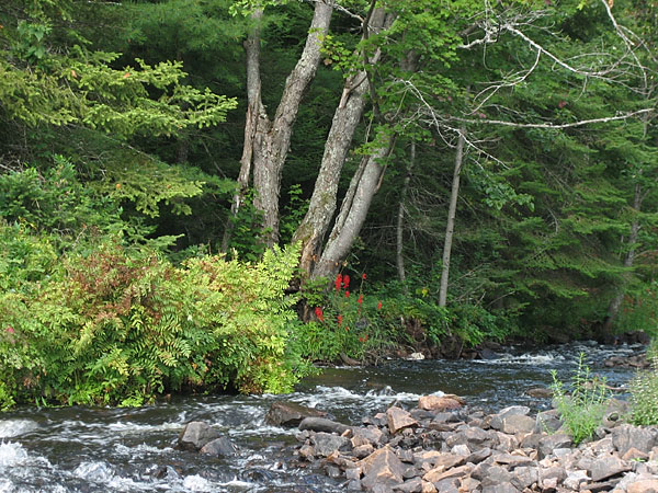 Lobelia cardinalis  Cardinal Flower