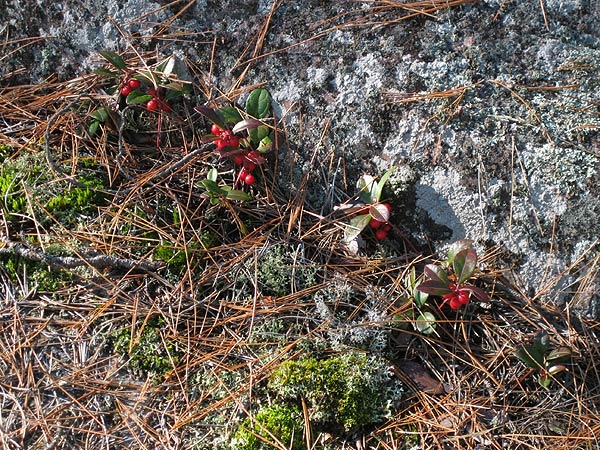Wintergreen on the Rocks