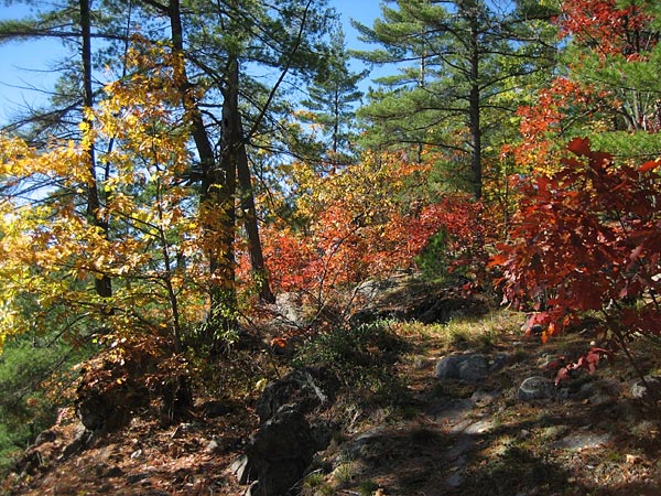 The north rim of Eustache Lake in Algonquin Park