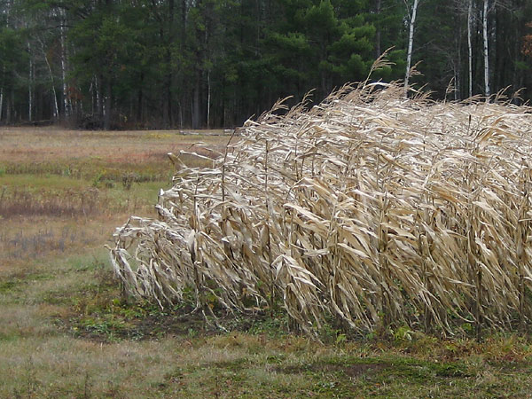 Corn Stalks