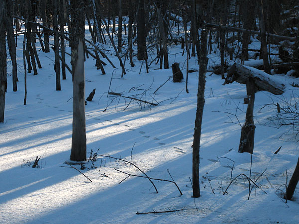 tracks