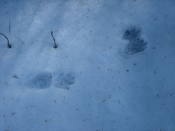 raccoon tracks in snow