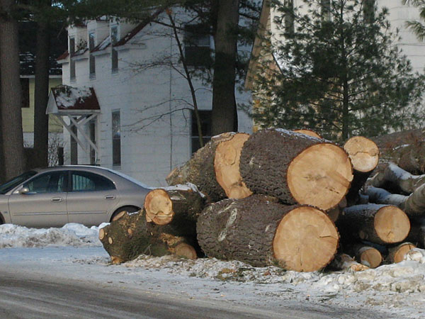 white pine logs