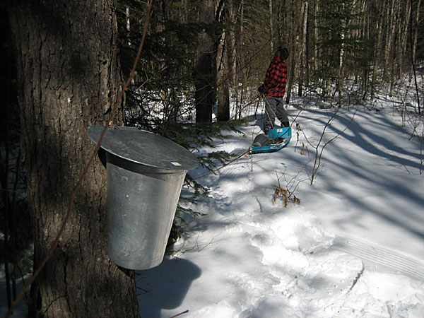 Tapping maple trees