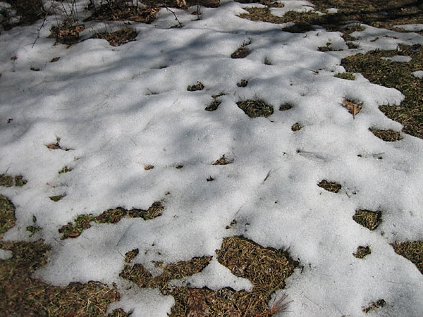 diminishing snow cover