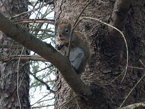 Red Squirrel  Tamiasciurus hudsonicus