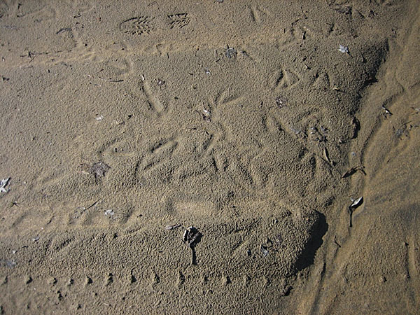 tracks at Corry Lake Beach