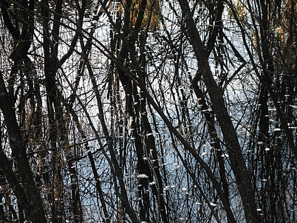 in the Petawawa Research Forest