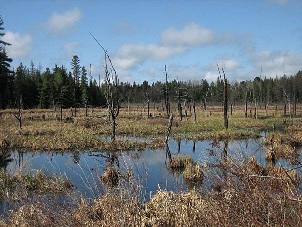 Unit Creek in the Petawawa Research Forest