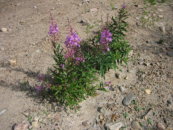 Fireweed  Epilobium angustifolium  on the Greenbough Esker