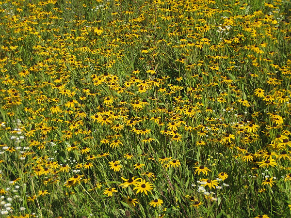 Browneyed Susans