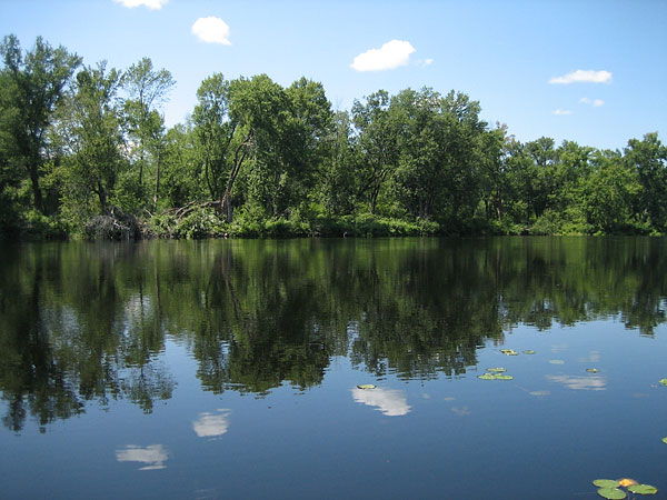 Silver Maples at Whitson Lake on the Petawawa River in Algonquin Park