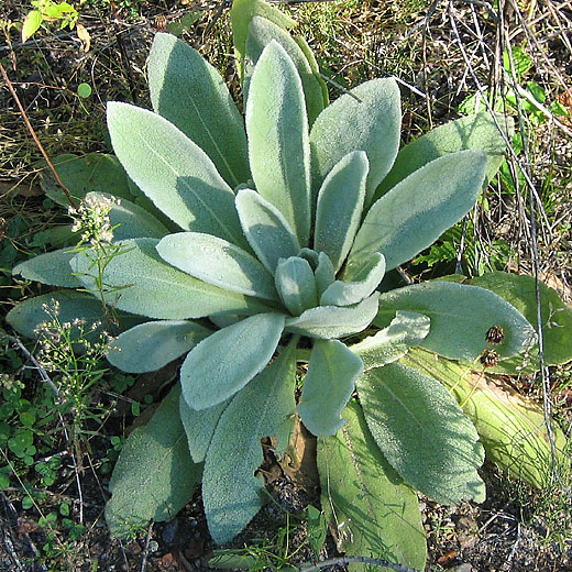 Mullein Rosette