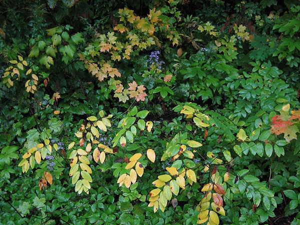 Early fall in the Petawawa Research Forest