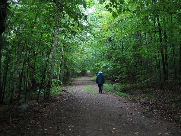 Road in the Petawawa Research Forest