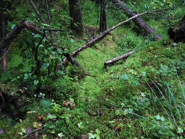 Sphagnum in the Petawawa Research Forest