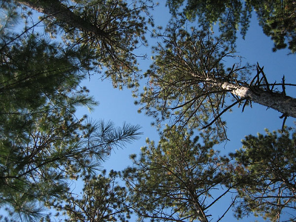 Looking Up on High Falls Lake in Algonquin Park
