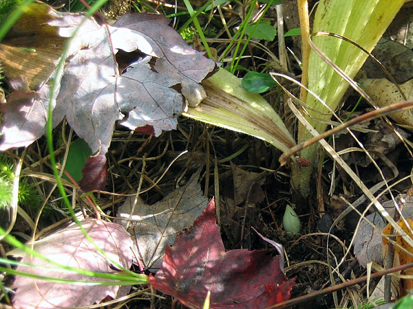 Pink Ladysslipper  Cypripedium acaule