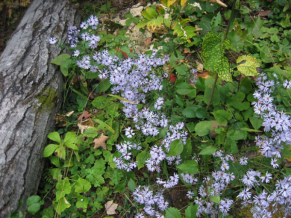 Late Season Asters near Wenda lake in Algonquin Park