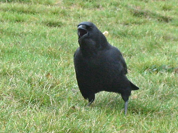 Crow