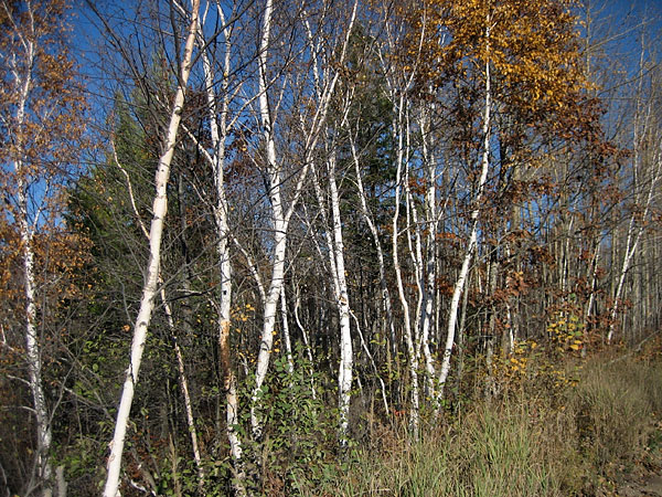 Birch Trees along the Barron Canyon Road