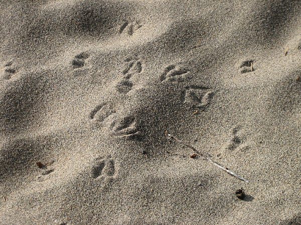 Gulls Were Here at Burkes Beach on the Ottawa River at Point Alexander