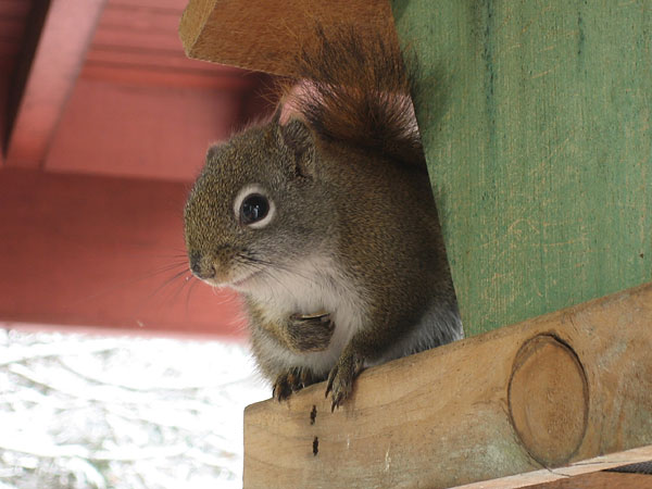 red squirrel on bird feeder