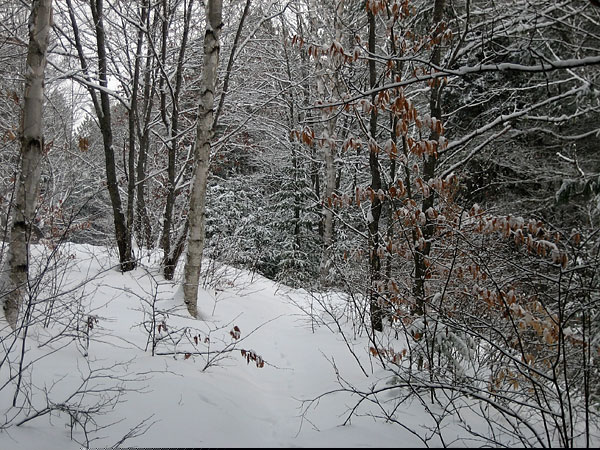 McConnell Creek Ravine