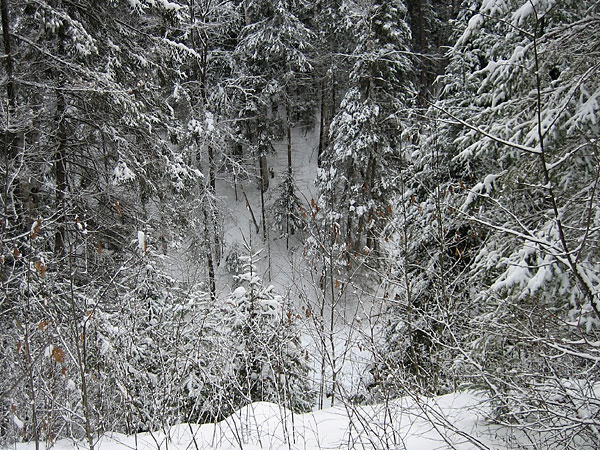 McConnell Creek Ravine