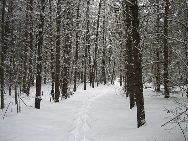 Snowshoe tracks in jack pines